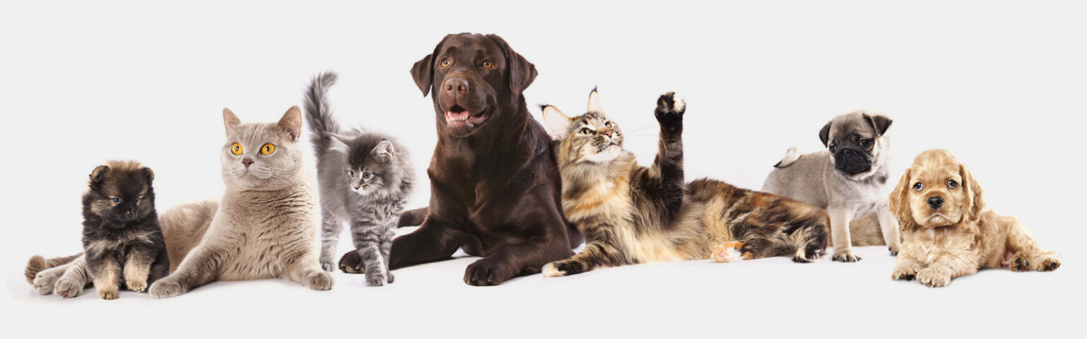 Animal shelters and pet rescues are almost always in need of donated supplies for their animals