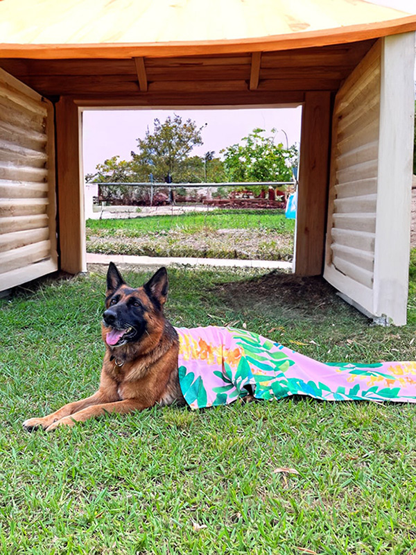 Animal shelters and pet rescues are almost always in need of donated supplies for their animals. Reuse towels for dogs, cats, and other animals.